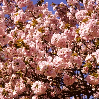 Prunus serrulata 'Akebono' - Akebono Flowering Cherry