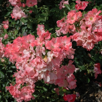 Rosa 'Coral Flower Carpet' - Carpet Rose