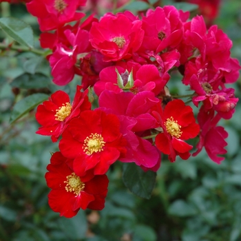 Rosa 'Flower Carpet Red ' - Flower Carpet Red Rose