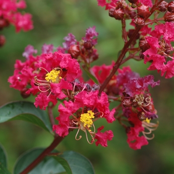 Lagerstroemia indica 'Dynamite' - Dynamite Crapemyrtle