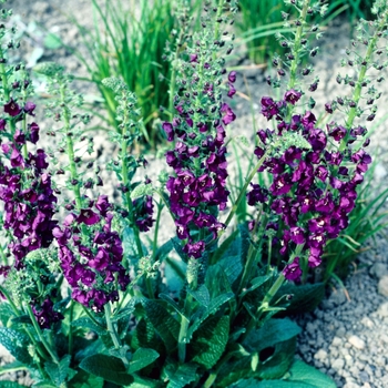 Verbascum phoeniceum - Purple Mullein