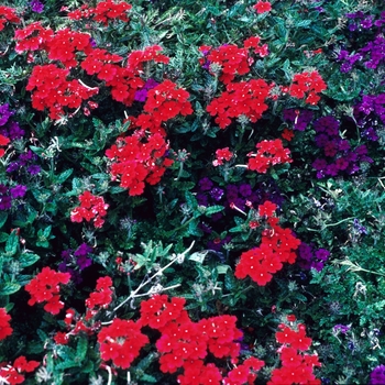 Verbena hybrid 'Aztec® Red' - Verbena