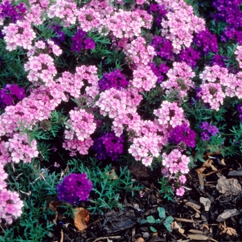 Verbena hybrid 'Tapien Blue' - Verbena