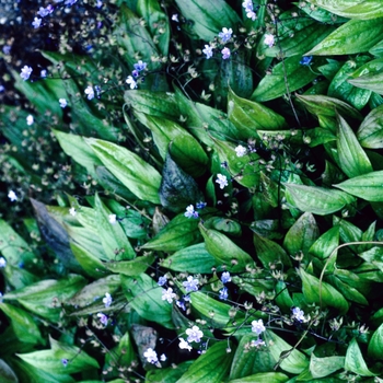 Omphalodes cappadocica - Creeping Forget Me Not