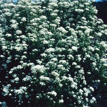 Ozothamnus diosmifolius - Rice Flower