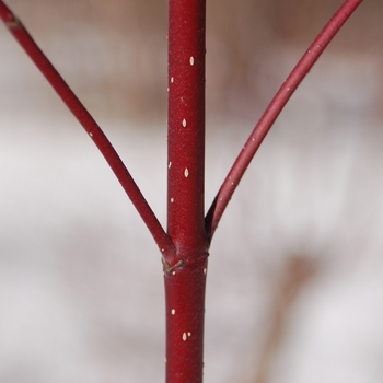 Cornus sericea - Redtwig Dogwood