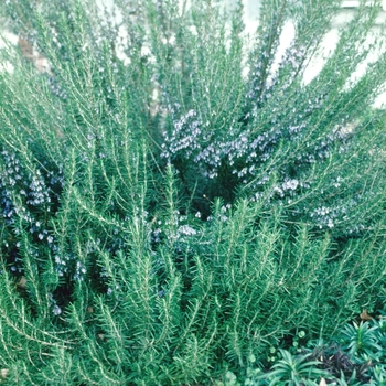 Rosmarinus officinalis 'Athens Blue Spires' - Rosemary