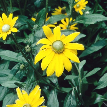 Rudbeckia hirta 'Irish Eyes' - Black-eyed Susan