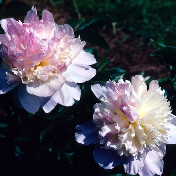 Paeonia hybrid 'Raspberry Sundae' - Hybrid Peony