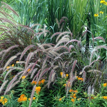 Pennisetum setaceum 'Burgundy Giant' - Fountain Grass