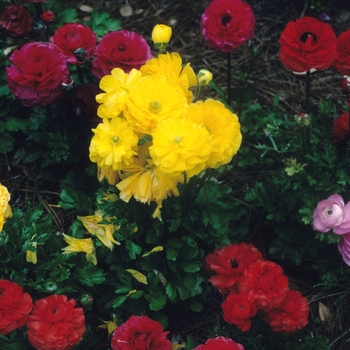 Ranunculus asiaticus - Asian Buttercup