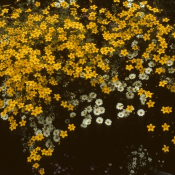 Bidens ferulifolia 'Gold Marie' - Apache Beggarsticks