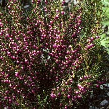 Boronia heterophylla - Australian Rock Rose