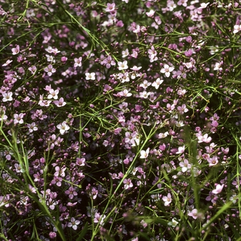 Boronia denticulata - Mauve Boronia