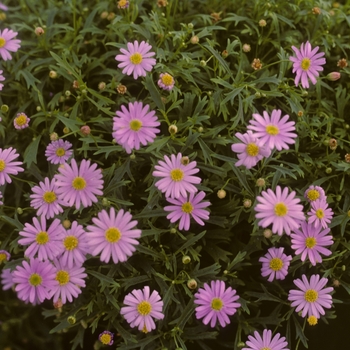 Brachyscome iberidifolia 'Mauve Delight' - Swan River Daisy