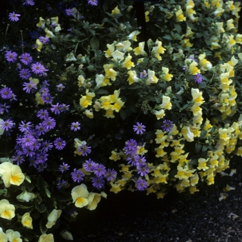 Brachyscome iberidifolia 'Toucan Tango' - Swan River Daisy