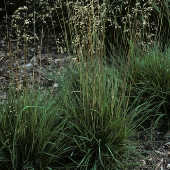 Briza media - Quaking Grass