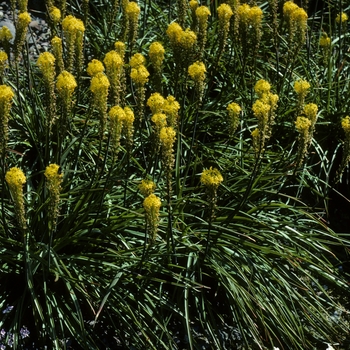 Bulbinella robusta - Bulbinella