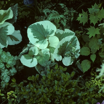 Brunnera macrophylla 'Variegata' - Brunnera-Heartleaf