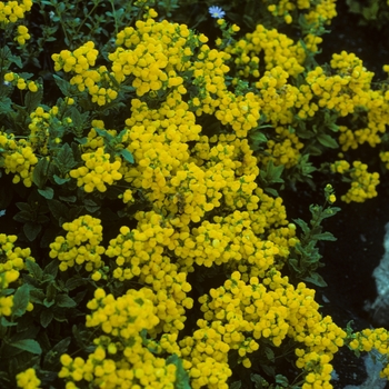 Calceolaria biflora - Pocketbook Plant
