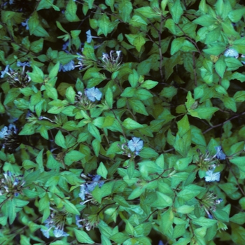 Ceratostigma willmottianum - Chinese Leadwort