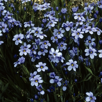 Sisyrinchium 'California Skies' - Blue-eyed Grass