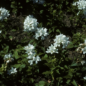 Campanula glomerata 'Snowball' - Bellflower