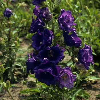 Campanula medium - Cantebury Bells
