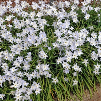 Ipheion uniflorum - Blue Star