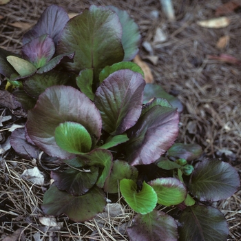 Bergenia 'Bressingham Ruby' - Bergenia