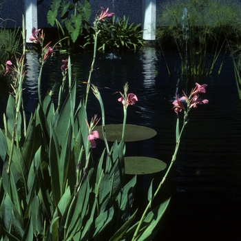 Canna x generalis 'Erebus' - Canna Lily