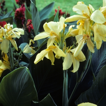 Canna x generalis 'Richard Wallace' - Canna Lily