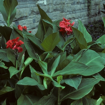 Canna 'The President' - Canna Lily