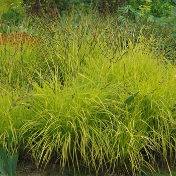 Carex elata 'Bowle's Golden' - Golden Variegated Sedge