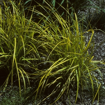 Carex elata 'Aurea' - Golden Variegated Sedge