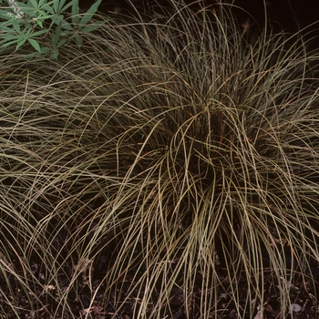 Carex flagillifera - Weeping Brown Sedge