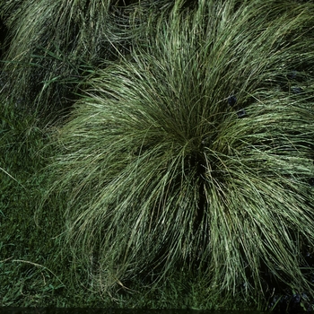 Carex comans 'Frosted Curls' - New Zealand Hair Sedge