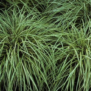 Carex morrowii 'Variegata' - Morrow's Sedge