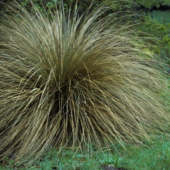 Carex testacea - Orange Sedge