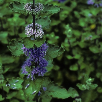 Caryopteris incana - Blue Mist