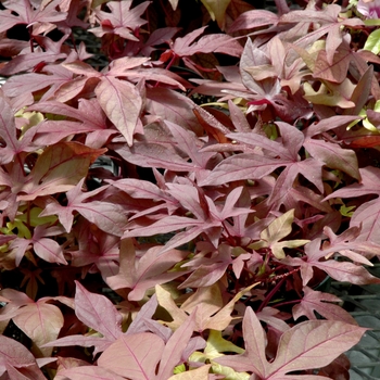 Ipomoea batatas 'Sweet Carolina Bronze' - Ornamental Sweet Potato