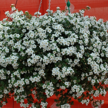 Sutera hybrid 'Abunda Colossal White' - Bacopa