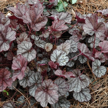 Heuchera 'Silver Scrolls' - Silver Alum Root