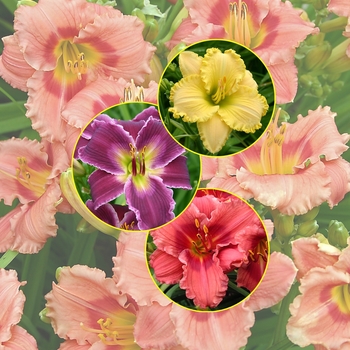 Hemerocallis Multiple Varieties - Daylilies
