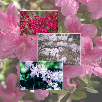Multiple Varieties - Azalea