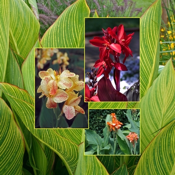 Multiple Varieties - Canna Lily