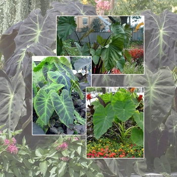 Multiple Varieties - Colocasia - Elephant's Ear