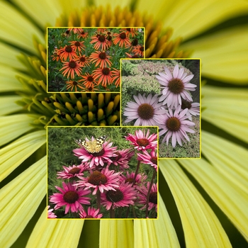 Echinacea - Multiple Varieties - Coneflower