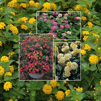 Multiple Varieties - Lantana
