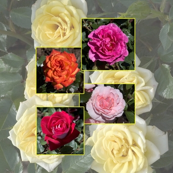 Rosa Multiple Varieties - Rose